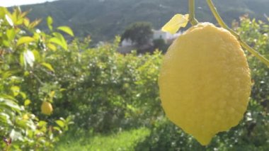 Limon ağacının dalında asılı duran limon