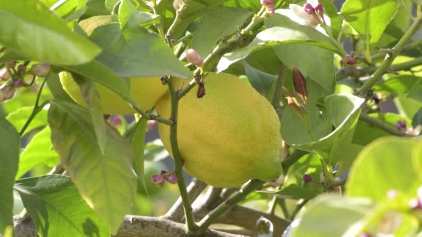 Fruto Limón Una Rama Limonero — Vídeo de stock