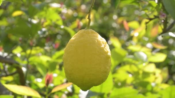 Zitronenfrucht Hängt Einem Zweig Eines Zitronenbaums — Stockvideo