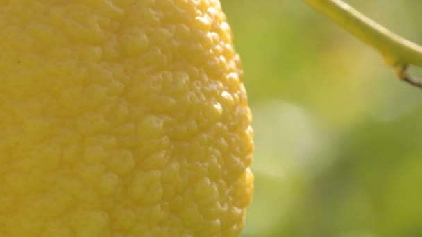 Грубый Лимон Висящий Лимонном Дереве Солнечным Вечером — стоковое видео