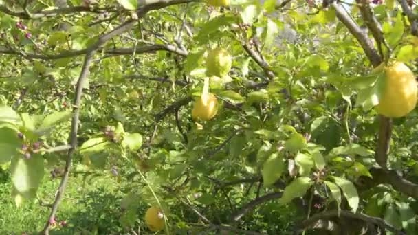 Citroenen Een Citroenboom Een Landbouwplantage — Stockvideo