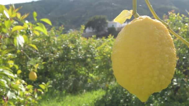 レモンの木の枝に吊るされたレモン — ストック動画