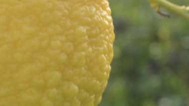 Limon ağacında asılı doğal limon