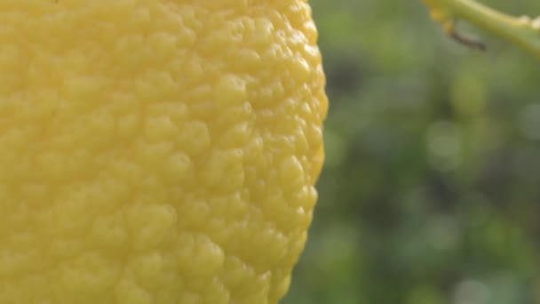 Limon Ağacında Asılı Doğal Limon — Stok video