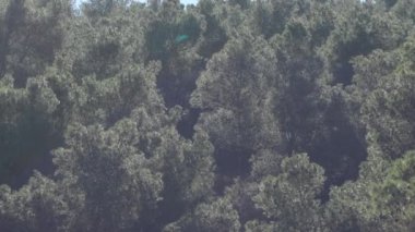 Dağdaki ağaçlar güneşli bir günde, eğilir