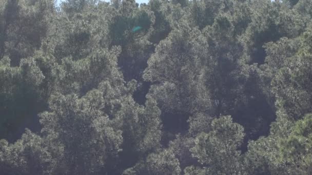 Arbres Dans Montagne Une Journée Ensoleillée Inclinaison — Video