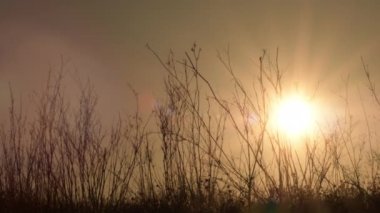 Kuru dalların arasında güneş batarken