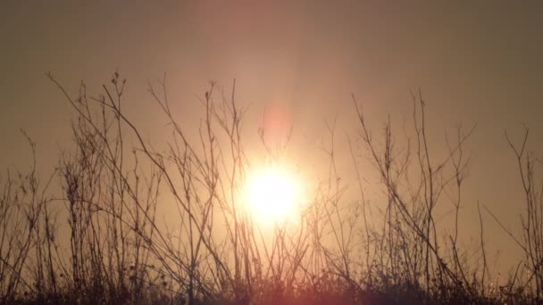 Sonne Bei Sonnenuntergang Zwischen Trockenen Ästen — Stockvideo