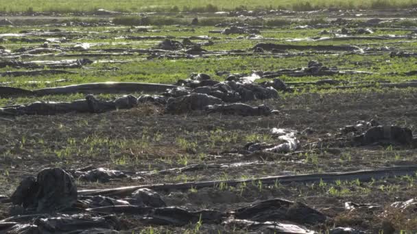 Plastik Pertanian Dibuang Sebuah Kebun Buah Saat Matahari Terbenam — Stok Video