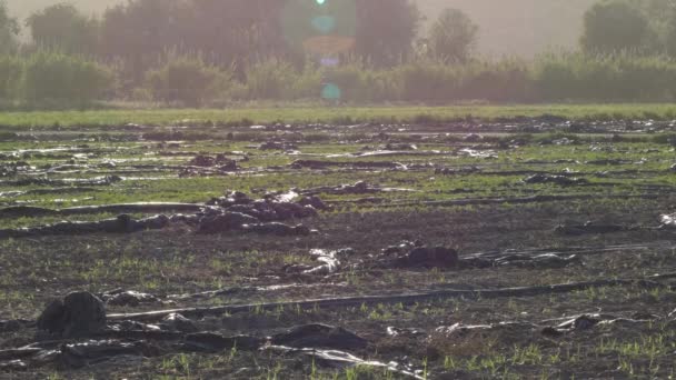 Plásticos Agrícolas Desechados Campo Atardecer — Vídeos de Stock