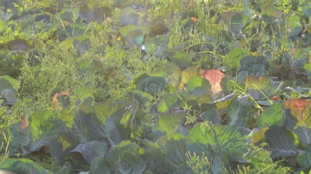 Choux Dans Potager Coucher Soleil — Video