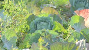 Gün batımında meyve bahçesinde lahana sebzesi