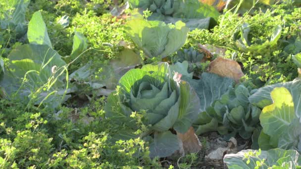 Frisches Kohlgemüse Obstgarten Bei Sonnenuntergang — Stockvideo