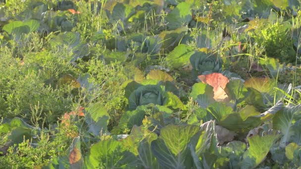 日没時に野菜畑のキャベツ — ストック動画