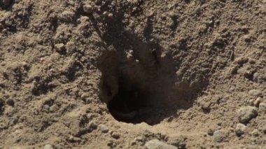 Karınca tepesinde yürüyen karıncalar