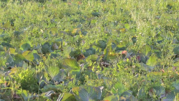 Kohl Einem Obstgarten Bei Sonnenuntergang — Stockvideo