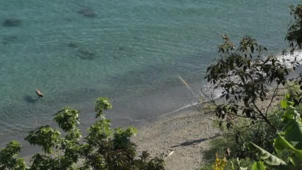 Cane Che Nuota Verso Riva Una Spiaggia Tropicale — Video Stock