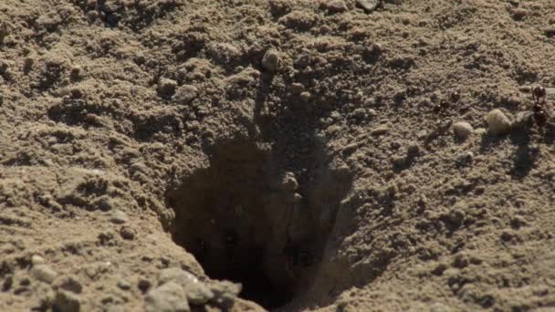Karınca Tepesinde Gün Batımında Yürüyen Karıncalar — Stok video