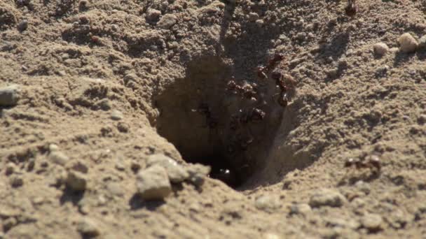 Karınca Yuvasında Karıncalar — Stok video