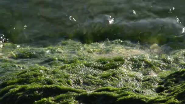 Musgo Verde Una Roca Playa — Vídeos de Stock