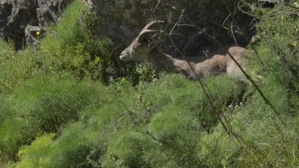 伊比利亚Ibex山地山羊在一个自然公园里吃东西 — 图库视频影像