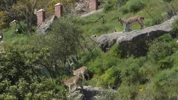 Ibérica Ibex Montanhas Cabras Capra Pirenaica — Vídeo de Stock