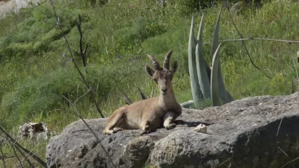 Iberian Ibex Mountain Goat Rock Capra Pyrenaica — Stock Video
