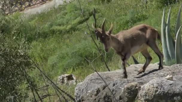 Ibériai Ibex Hegyi Kecske Egy Természetes Parkban Capra Pyrenaica — Stock videók