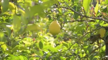 Bir dalda asılı doğal limon