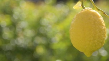 Limon ağacında sallanan limon meyvesi