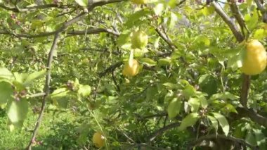 Tarım çiftliğindeki limon ağacındaki limonlar