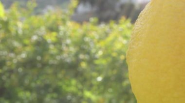 Güneşli bir akşamda limon ağacında asılı duran doğal limon.