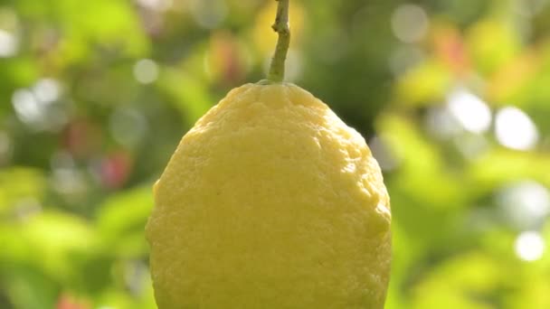 Zitrone Einem Zitronenbaum — Stockvideo