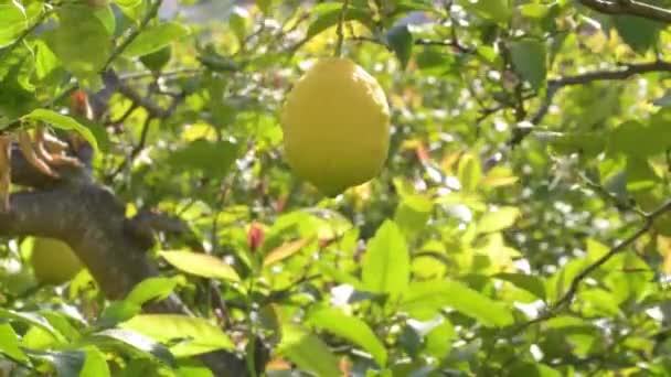 Φυσικό Λεμόνι Κρεμασμένο Κλαδί Λεμονιάς — Αρχείο Βίντεο