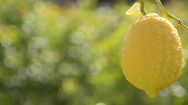 Fruta Limão Pendurada Limoeiro — Vídeo de Stock