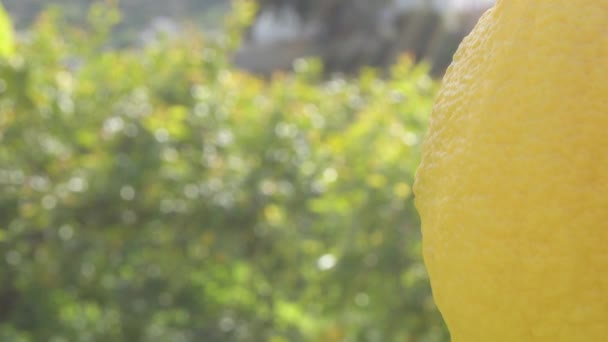 Güneşli Bir Akşamda Limon Ağacında Asılı Duran Doğal Limon — Stok video