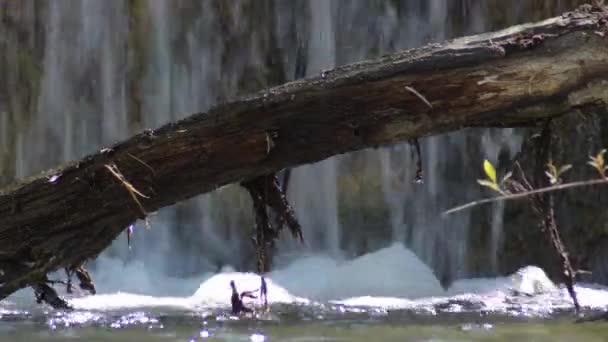 Árbol Tronco Caído Río Con Una Cascada — Vídeos de Stock