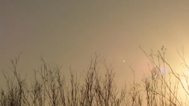 Trockene Äste Büsche Mit Der Sonne Bei Sonnenuntergang — Stockvideo