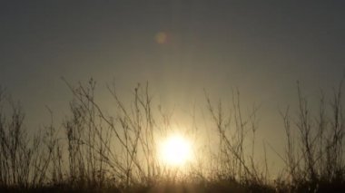 Güneş batarken kuru dallarla