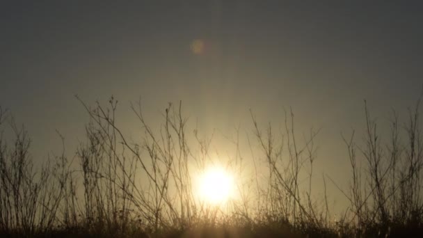 Sonne Bei Sonnenuntergang Mit Trockenen Zweigen — Stockvideo