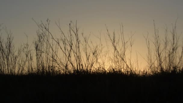 Silhouette Von Zweigen Trockener Büsche Bei Sonnenuntergang — Stockvideo