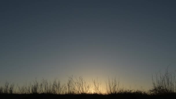 Ramos Arbustos Secos Pôr Sol Crepuscular — Vídeo de Stock