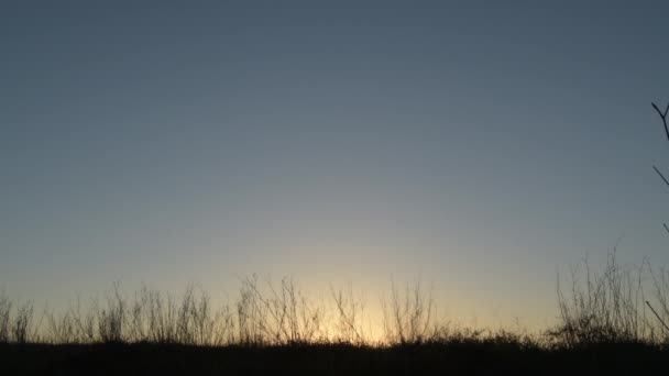 Sonne Bei Sonnenuntergang Mit Trockenen Zweigen Büsche — Stockvideo