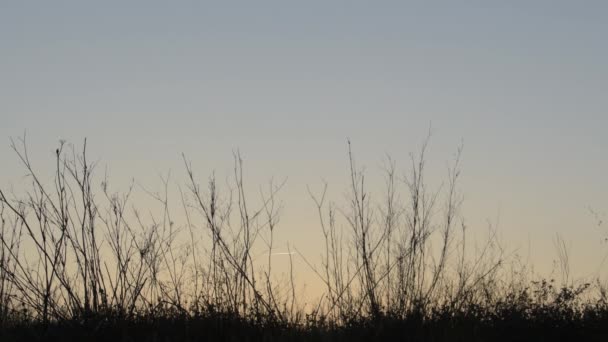 Ramuri Tufișuri Uscate Apusul Soarelui Crepuscular — Videoclip de stoc