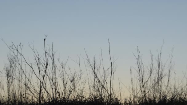 Droge Struiken Bij Zonsondergang — Stockvideo