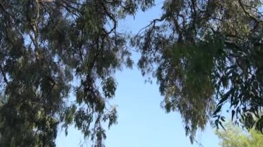 Okaliptüs yaprakları okaliptüs ağacında gün batımında.