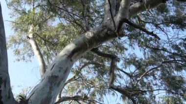 Okaliptüs ağacında okaliptüs gövdesi