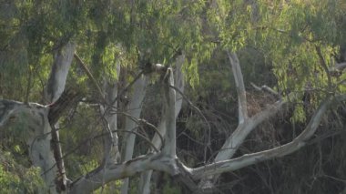 Gün batımında okaliptüs ağacında okaliptüs gövdesi dalları.
