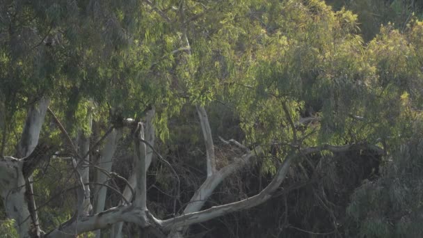 Eucalyptus Coucher Soleil — Video