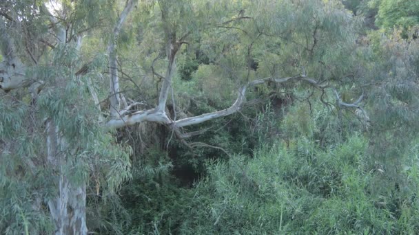 Дике Евкаліптове Дерево Заході Сонця — стокове відео